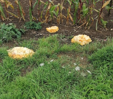 fungus in the wild