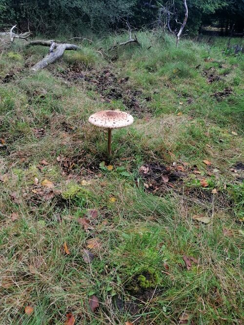 Huge mushroom in the wild
