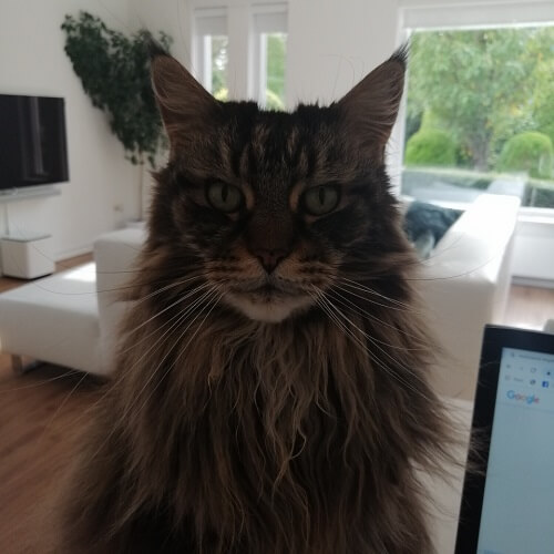 my old Mainecoon