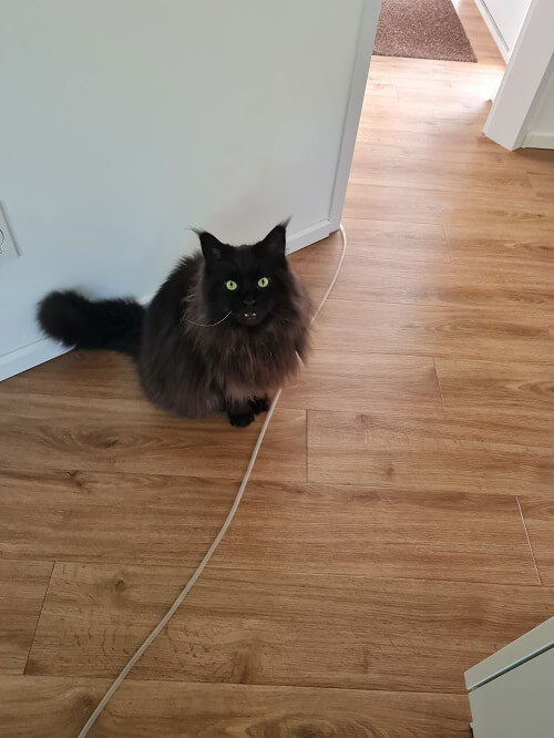 our own Mainecoon