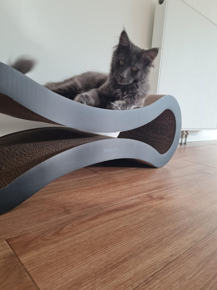 cat's toys