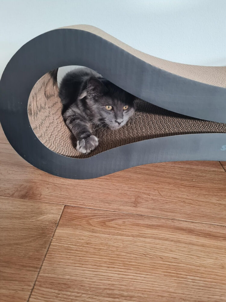 our new kitten