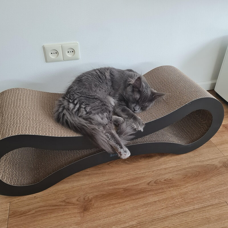 when you have a new cat