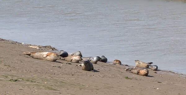 seals in Rye