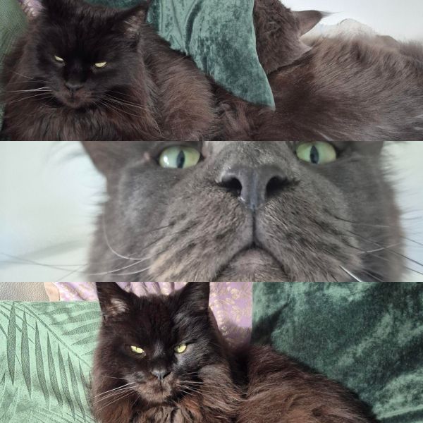 Jack and Castor our Mainecoons