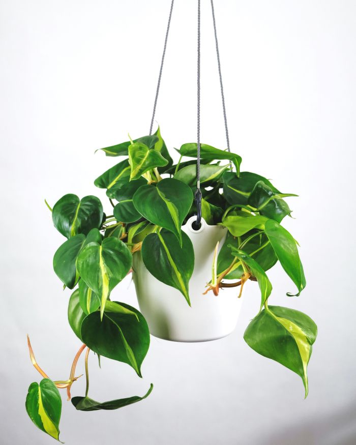 hanging plant