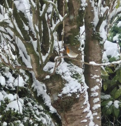 a Robin in our garden